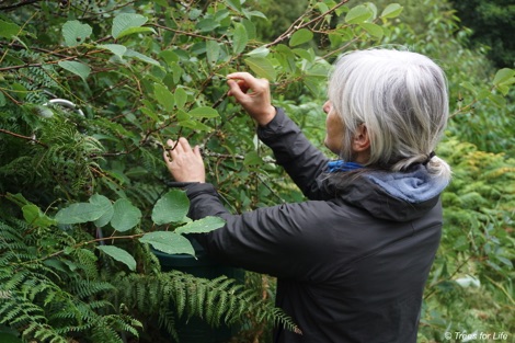 Collecting seeds